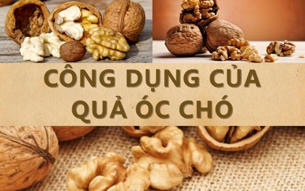 Công dụng của quả óc chó